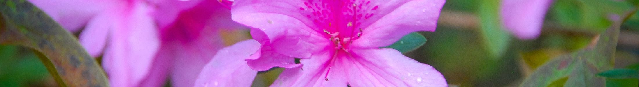 Pal_07042023_ravines